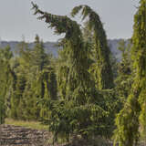 Picea abies 'Inversa' - Hängefichte, Geisterfichte