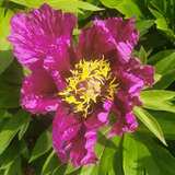 Paeonia Itoh-Hybr. 'Morning Lilac' - Pfingstrose Intersectional-Hybride