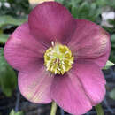 Helleborus orientalis 'Winter Spirit' - Schneerose