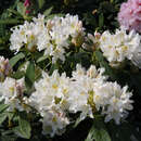 Rhododendron - Rhododendron Hybride - weiß PG2