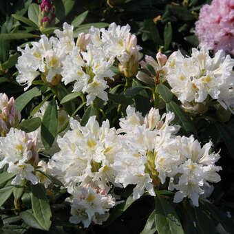 Rhododendron Hybride - weiß PG2