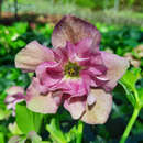 Helleborus orientalis 'Double Crispinus' - Schneerose