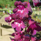 Penstemon 'Raven' - Bartfaden
