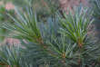 Pinus strobus 'Radiata': Bild 2/3