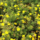 Potentilla fruticosa 'Sommerflor' - Fünffingerstrauch