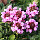 Prunella webbiana 'Gruß aus Isernhagen' - Braunelle