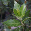 Quercus kewensis: Bild 1/6