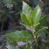 Quercus kewensis - Wintergrüne Eiche