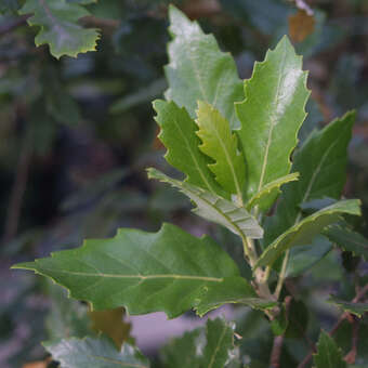 Quercus kewensis