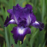 Iris germanica 'Exotic Star' - Hohe Schwertlilie, Iris