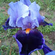Iris germanica 'Magic Man': Bild 1/2