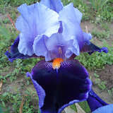 Iris germanica 'Magic Man' - Hohe Schwertlilie, Iris