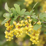 Berberis vulgaris - Sauerdorn