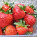 Fragaria anan. 'San Andreas' - Monatserdbeere
