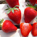 Fragaria ananassa  'Asia' - Ananaserdbeere