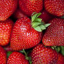 Fragaria ananassa  'Korona' - Ananaserdbeere