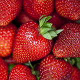 Fragaria ananassa  'Korona' - Ananaserdbeere