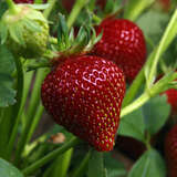 Fragaria ananassa . 'Black Pearl' - Ananaserdbeere