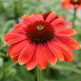 Echinacea purpurea 'Papallo Classic Orange Rose' - Sonnenhut