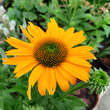 Echinacea purpurea 'Papallo Classic Deep Yellow': Bild 1/4