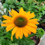 Echinacea purpurea 'Papallo Classic Deep Yellow' - Sonnenhut