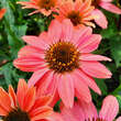 Echinacea purpurea 'Papallo Classic Dragon Fruit': Bild 2/2