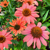 Echinacea purpurea 'Papallo Classic Dragon Fruit' - Sonnenhut