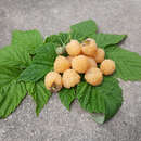 Rubus idaeus 'Good as Gold' - Gelbe Zwerg-Himbeere