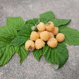 Rubus idaeus 'Good as Gold' - Gelbe Zwerg-Himbeere