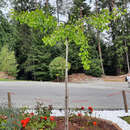 Ginkgo biloba 'Horizontalis' - Schirm-Ginkgo