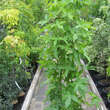Liquidamber st.'Slender Silhouette': Bild 2/3