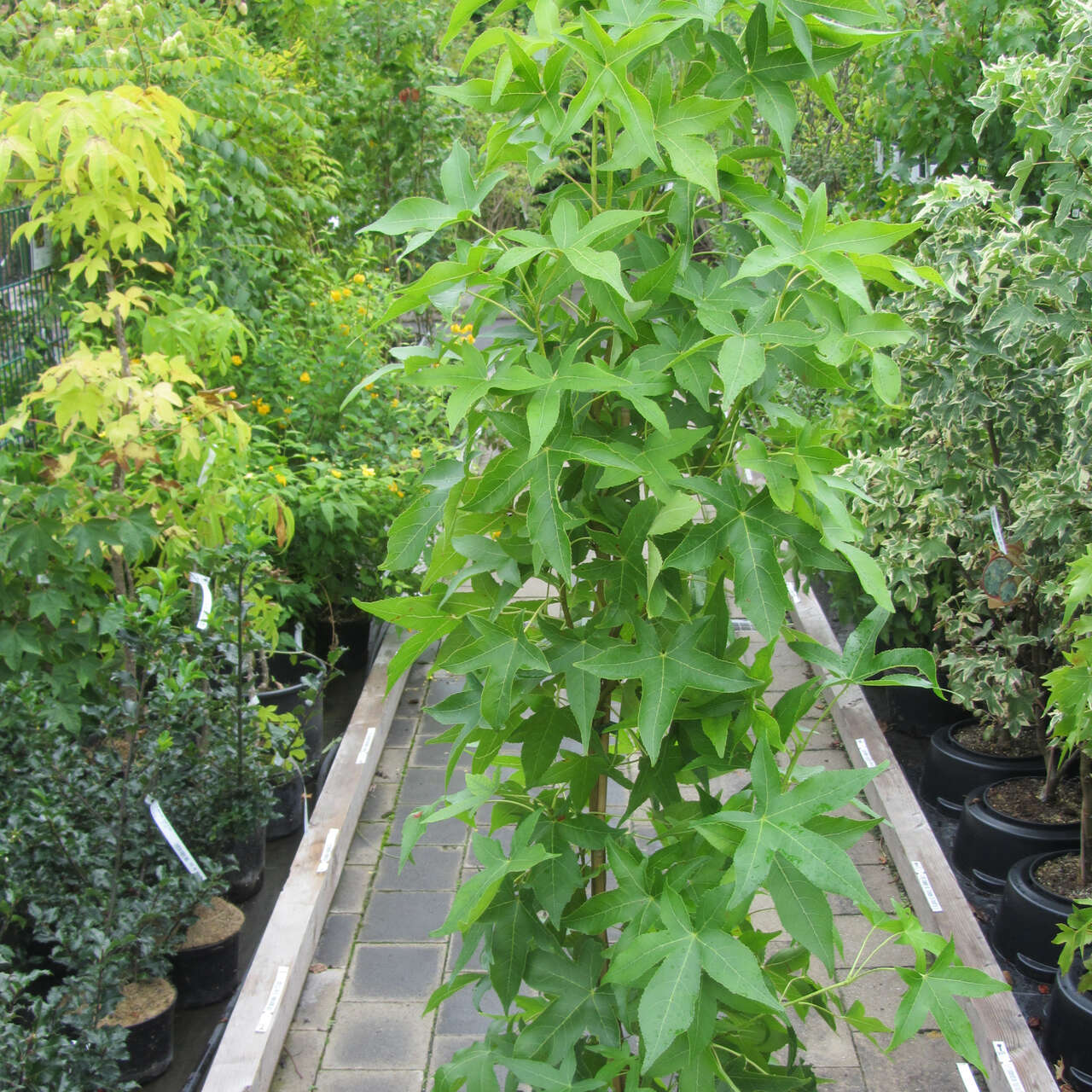 SäulenAmberbaum Liquidambar styraciflua 'Slender Silhouette' grün