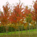 Acer rubrum 'October Glory' - Amerikanischer Rotahorn