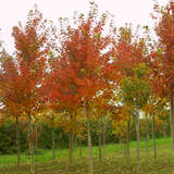 Acer rubrum 'October Glory' - Amerikanischer Rotahorn