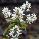 Amelanchier arborea 'Robin Hill' - Baum-Felsenbirne