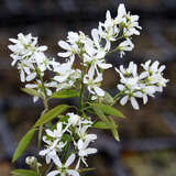 Amelanchier arborea 'Robin Hill' - Baum-Felsenbirne