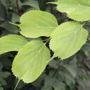 Celtis koraiensis - Korea-Zürgelbaum