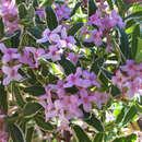 Daphne burkwoodii 'Astrid' - Garten-Seidelbast