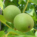 Juglans regia 'Lake' - Veredelte Walnuss