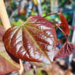 Cercis canadensis 'Ruby Falls': Bild 3/3