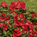 Rhododendron rep. 'Scarlet Wonder' - Rhododendron