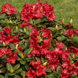 Rhododendron rep. 'Scarlet Wonder' - Rhododendron