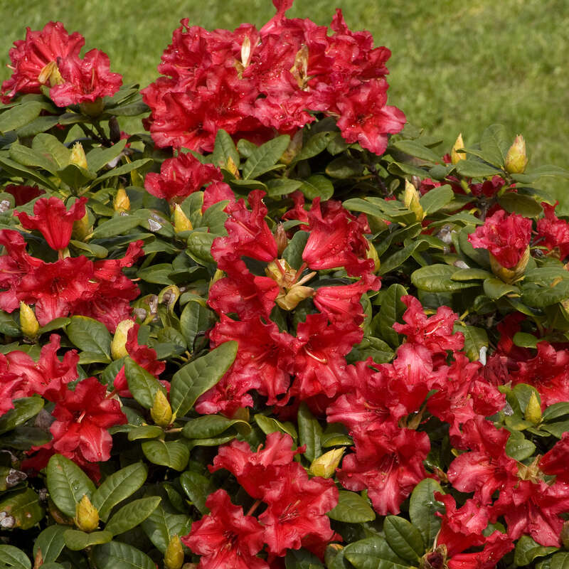 Zwerg-Rhododendron - Rhododendron repens 'Scarlet Wonder' - rot