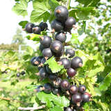 Ribes 'Jostabeere Jostine' - Jostabeere