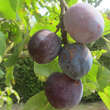 Prunus dom. 'Mariazeller': Bild 1/2