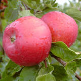 Malus domestica 'Stark Earliest' - Sommerapfel