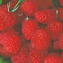Rubus idaeus 'Malling Promise' - Himbeere