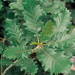 Quercus mongolica: Bild 1/1