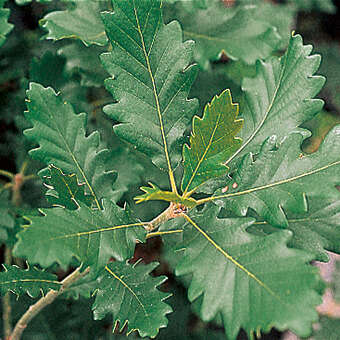 Quercus mongolica