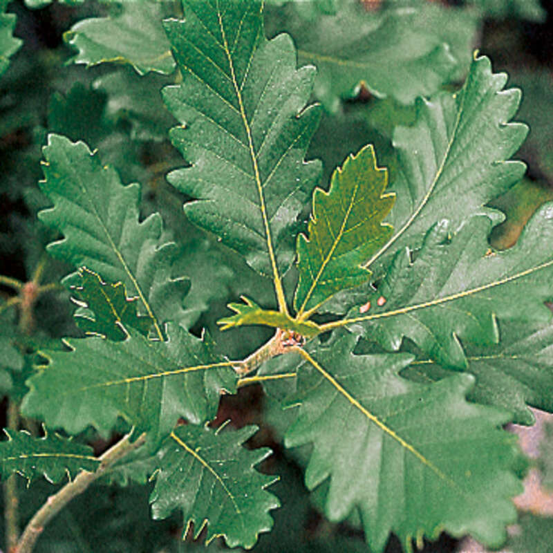 senecio macroglossus variegata Variegated Wax Ivy main image 1